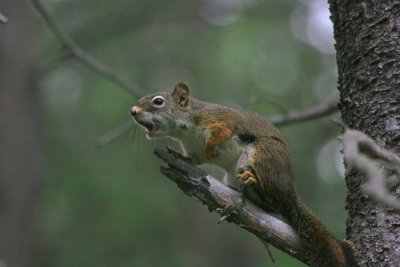 Angry Squirrel