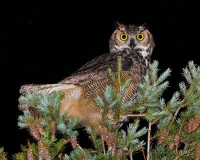 Great Horned Owl