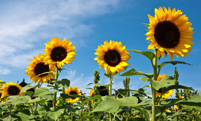 Sunflower Maze