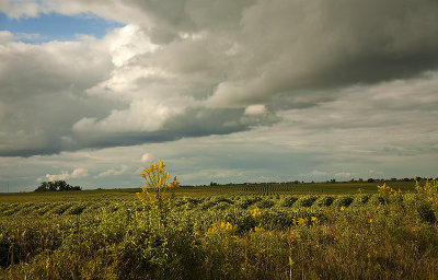 Beans and Goldenrod