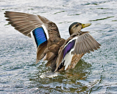  Ready to fly Mexican Mallard Duck