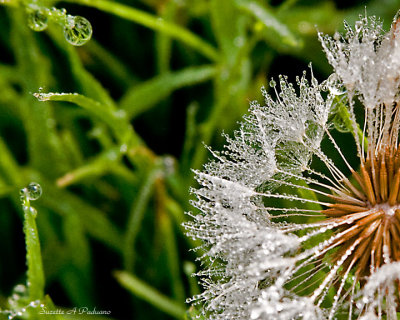 Early  Dewy Morning