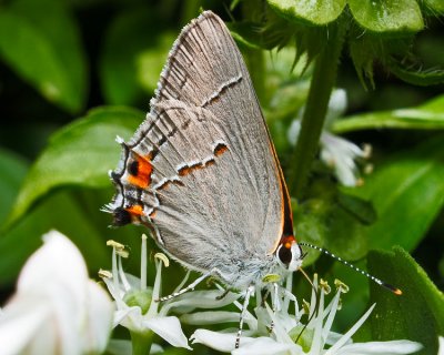 Gray Hairstreak Strymon melinus Butterfly Macro