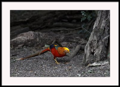 Golden Pheasant