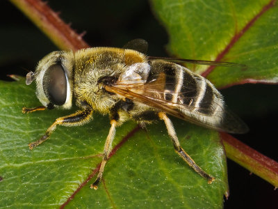 Pollen-covered Eristalis stipator Syrphid Fly