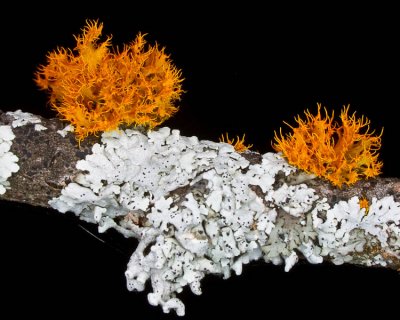 Teloschistes chrysophthalmus