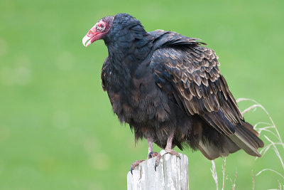 Turkey Vulture