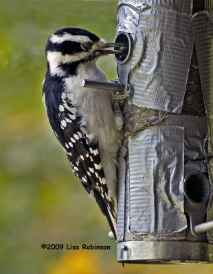 Snatching a Seed