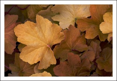 Autumn Leaves
