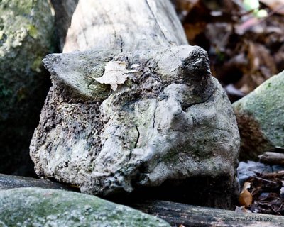 a Log Snake Head