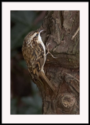 Treecreeper...