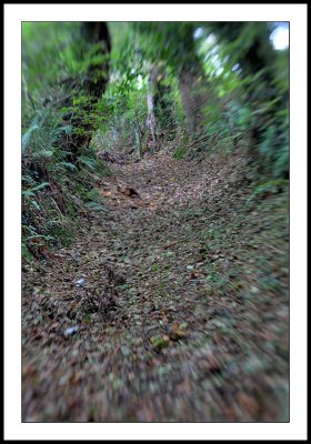 Woodland passage