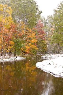 1st snow on our trees