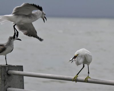 Attack for a fish.