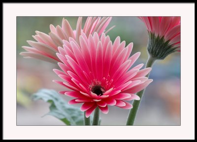 Gerbera...