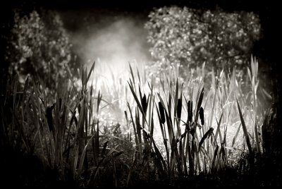 Bulrush