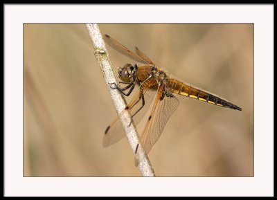 Four spot chaser