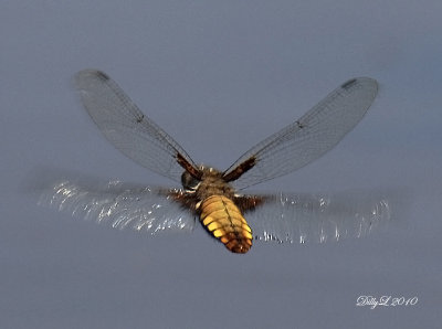 Broad Bodied Chaser Female