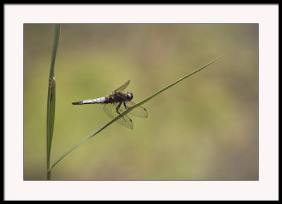 Broad bodied chaser 