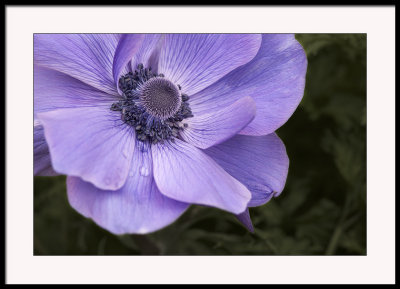 My first anemone this year...