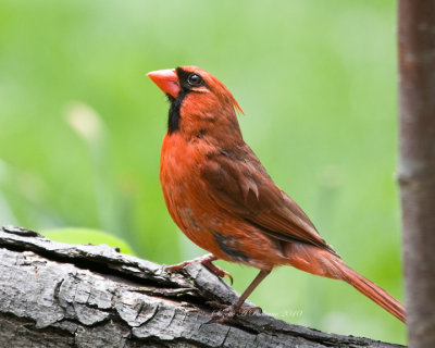 Male Cardinal waiting his turn