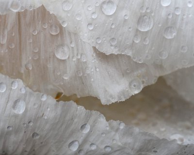 Prickly Poppy Petals