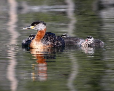Red Necked Grebe Family