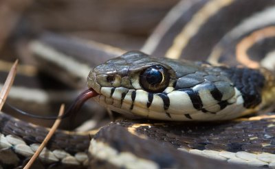 Garter Snake