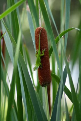 green anole