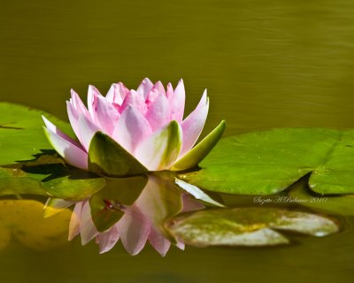  Pink water lily