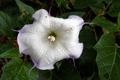 Sacred Datura (with tiny flies in the rain)