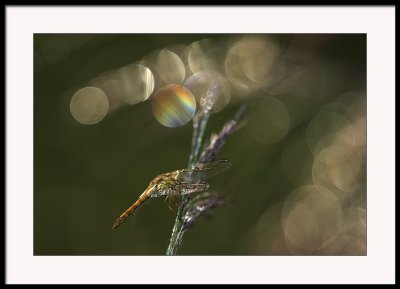 I can see a rainbow.....and a dragonfly