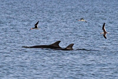 Porpoise with Skimmers