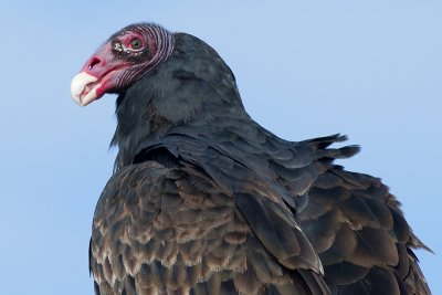 Turkey Vulture