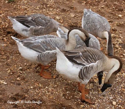 African Geese snacking