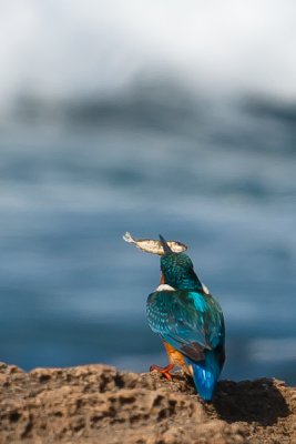 Kingfisher and the fish