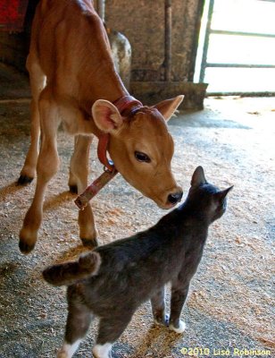 Curious Calf and Cat ...