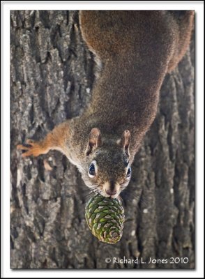 Red Squirrel with a Pinecone.jpg