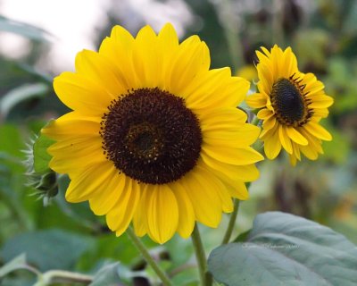 almost dark Sunflowers