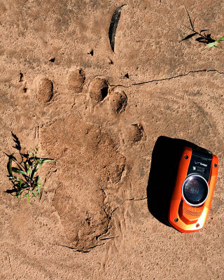 Bear Track