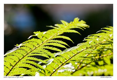 Backlit fern