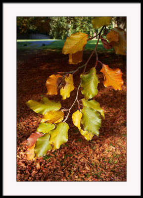 Natures autumn paintbox...