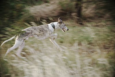 Panning in low light