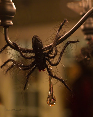  Halloween Spider