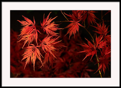 My Acer's on fire this year....