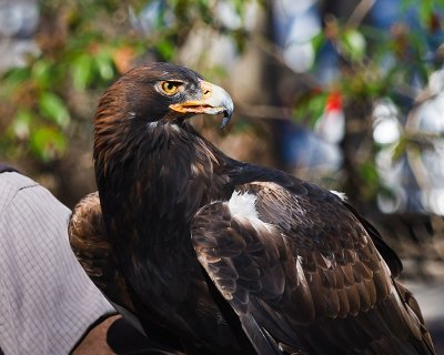 Golden Eagle at Hawk Mountain, PA