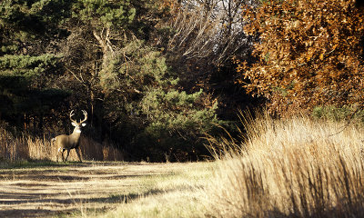 My Trophy Buck