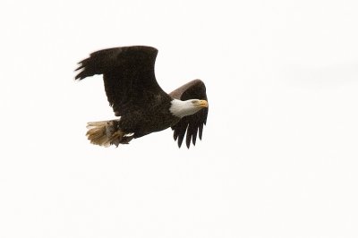 Bald Eagle at Conowingo