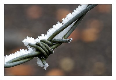 Frosted Barbs