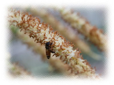 Soggy Bee on Palmetto flowers.
